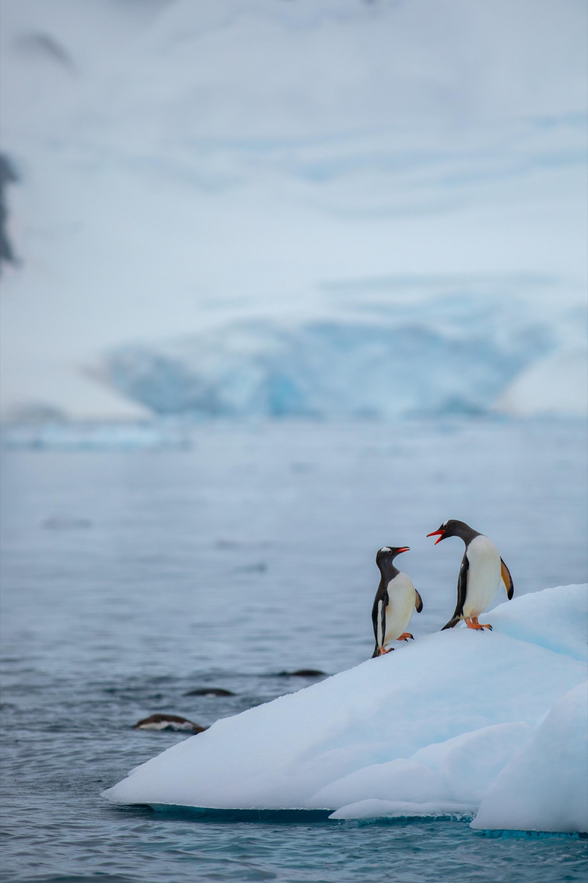 Penguin on iceberg