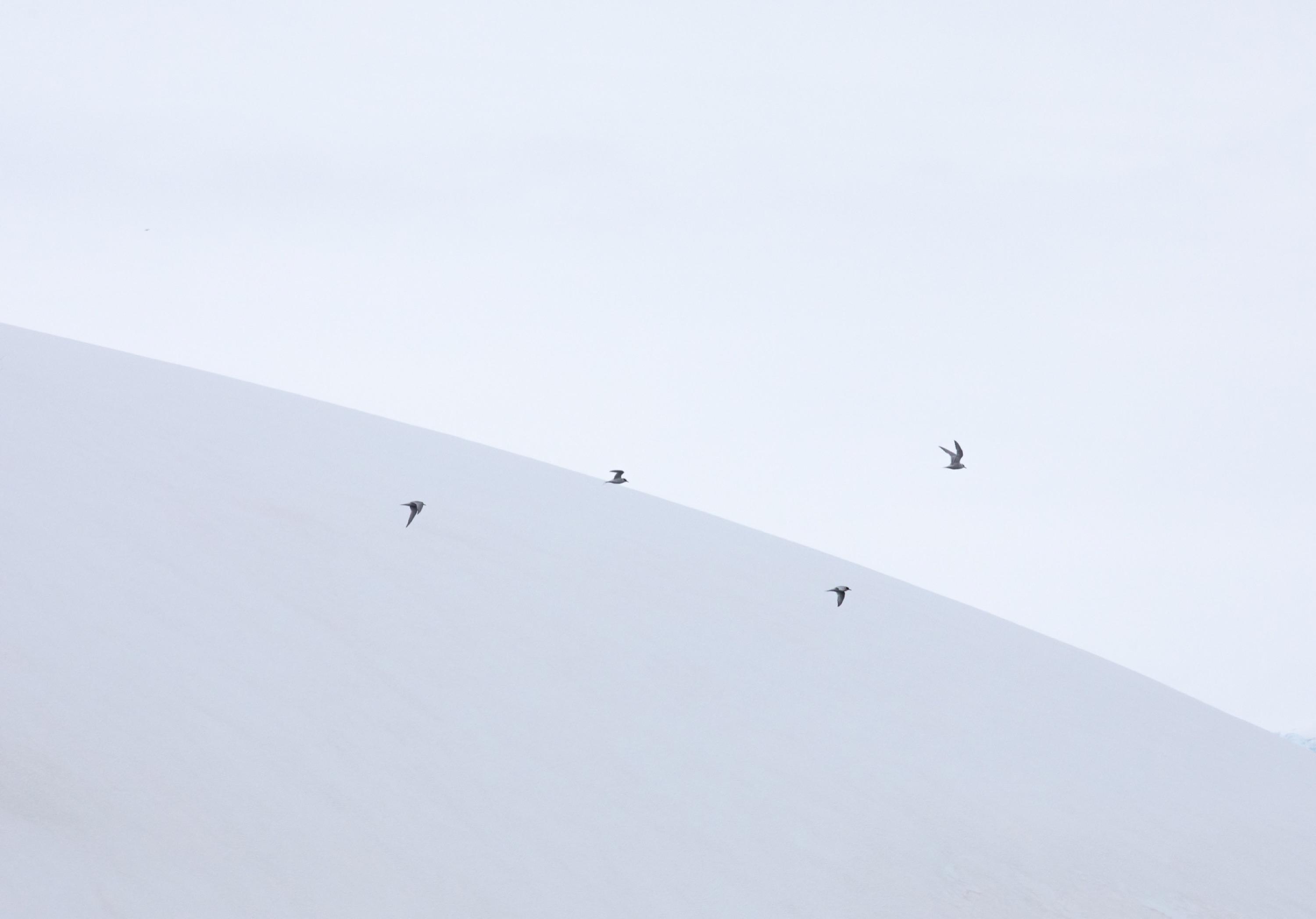 Birds over snow