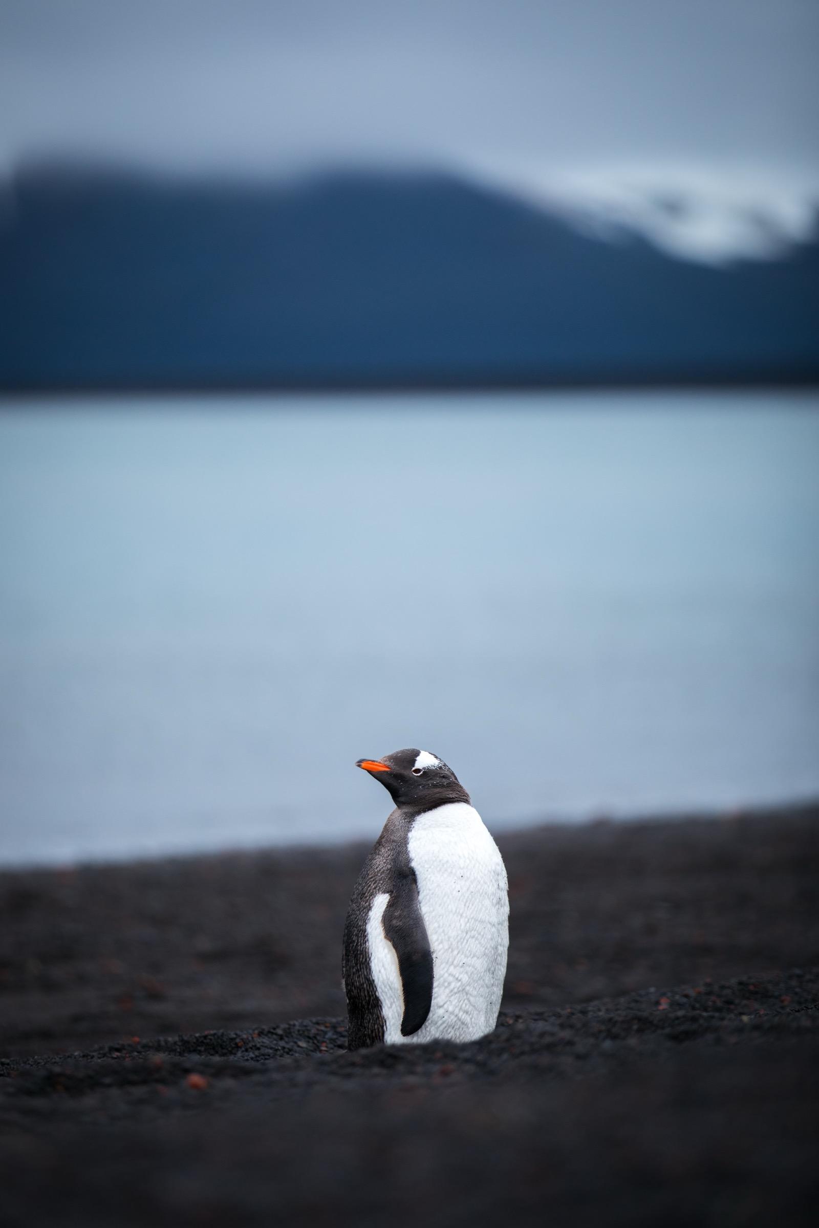 Antarctica