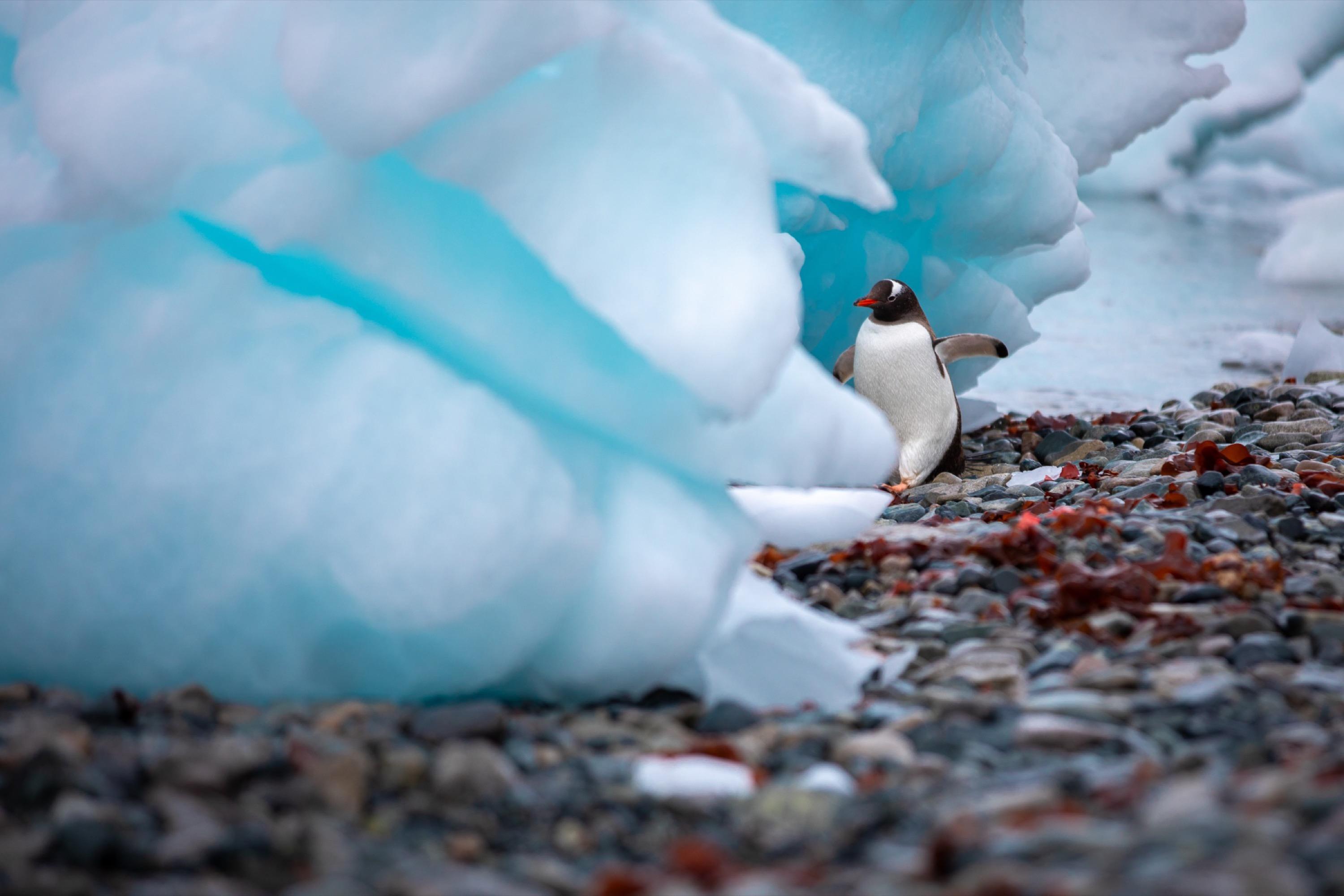 Antarctica