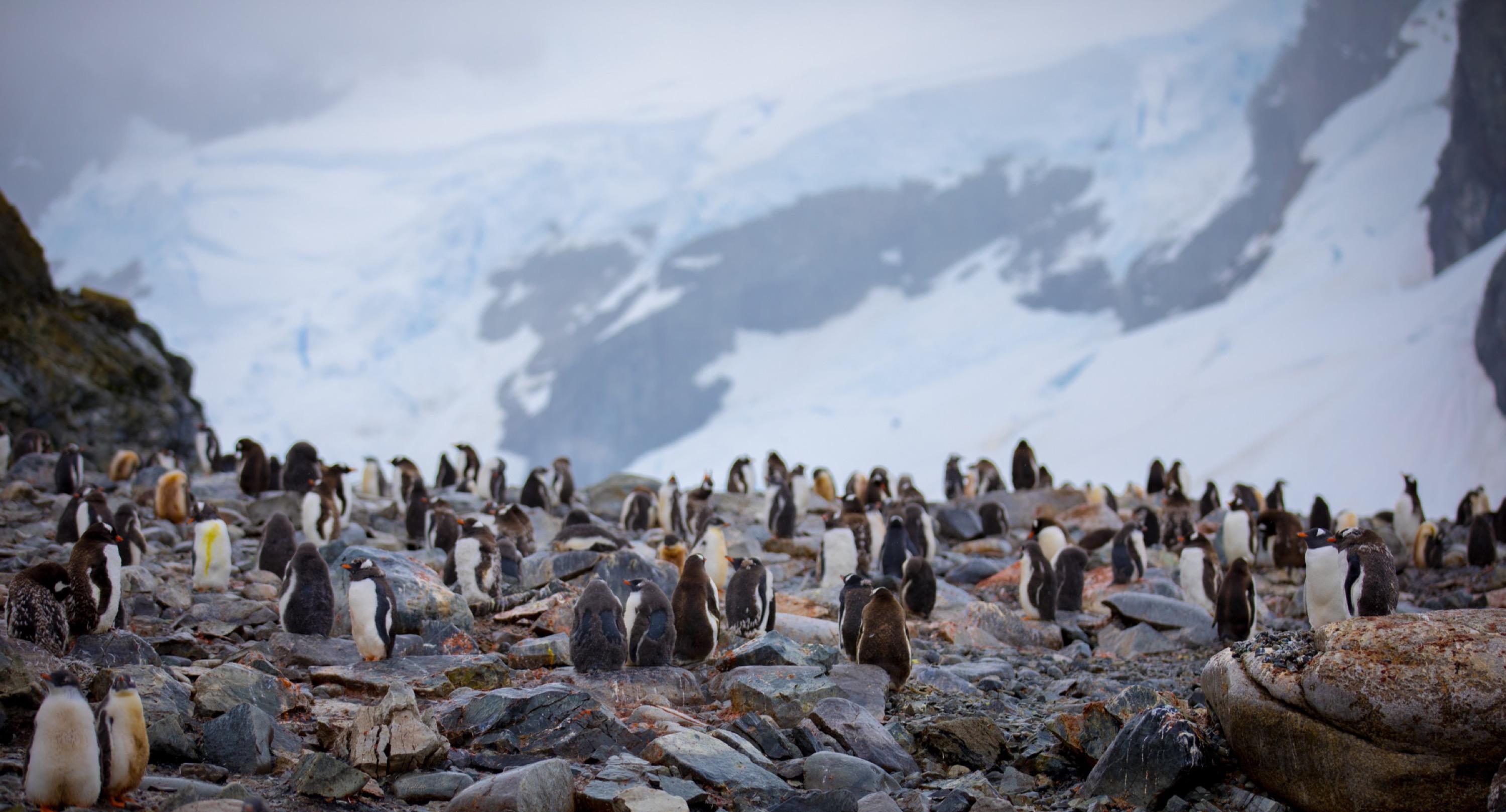 Antarctica