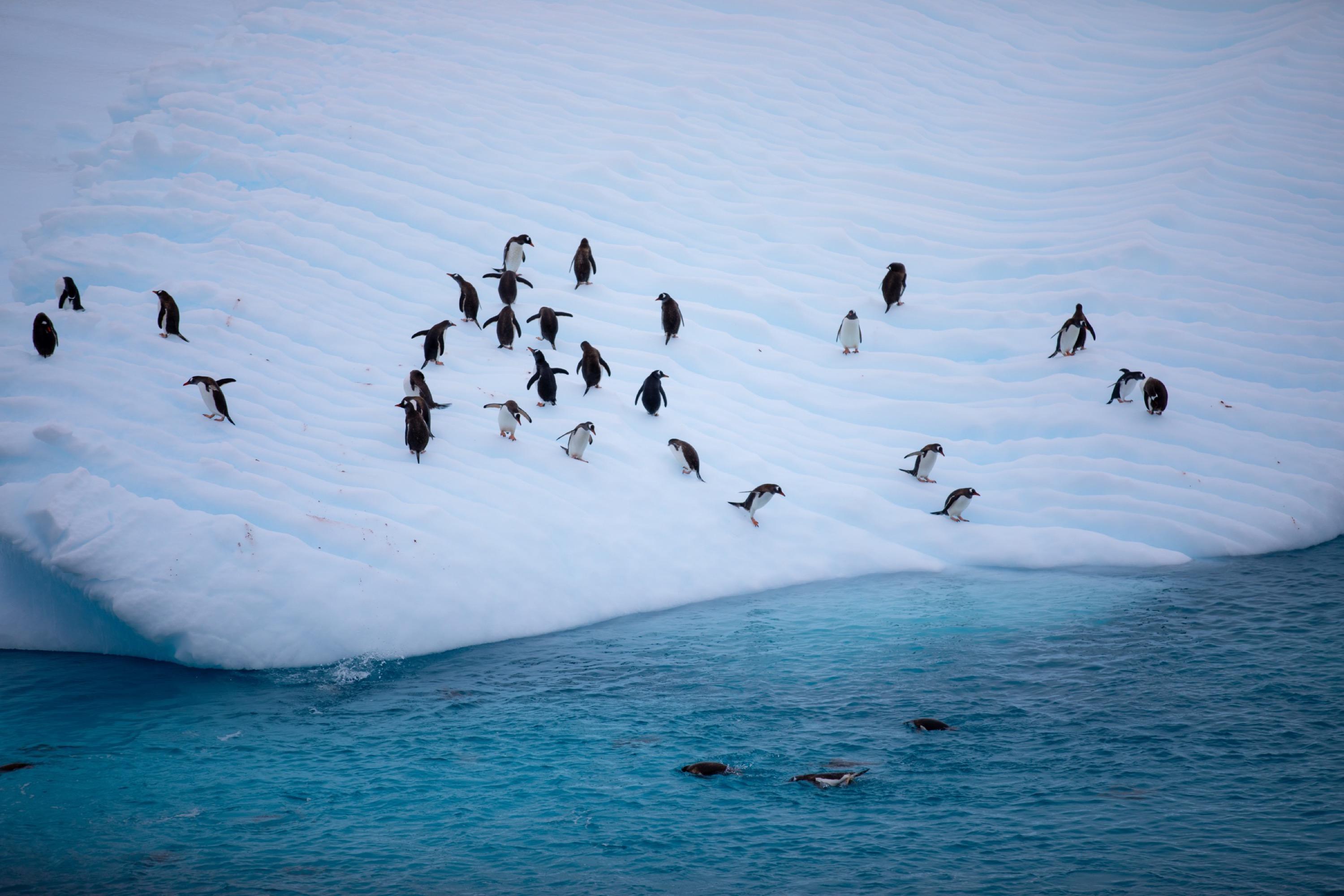 Antarctica