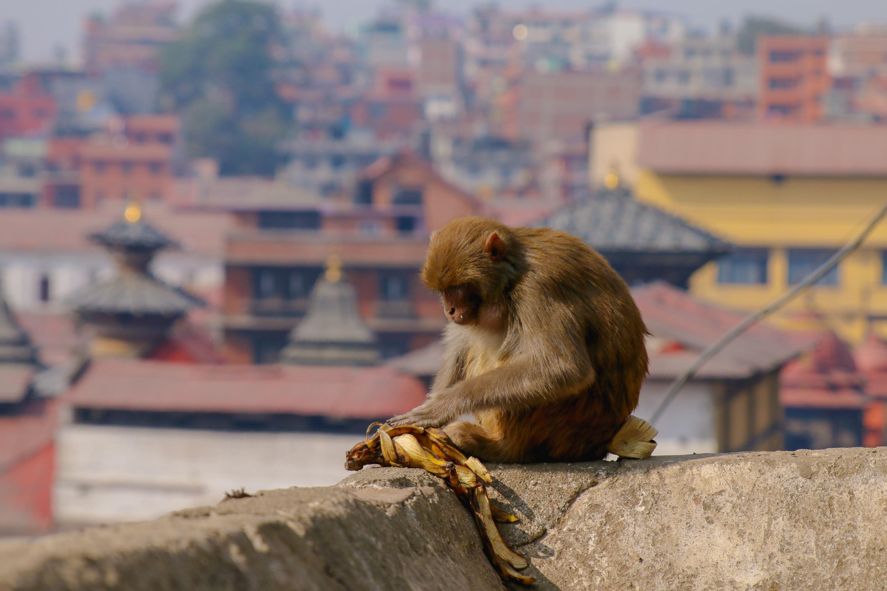 Nepal