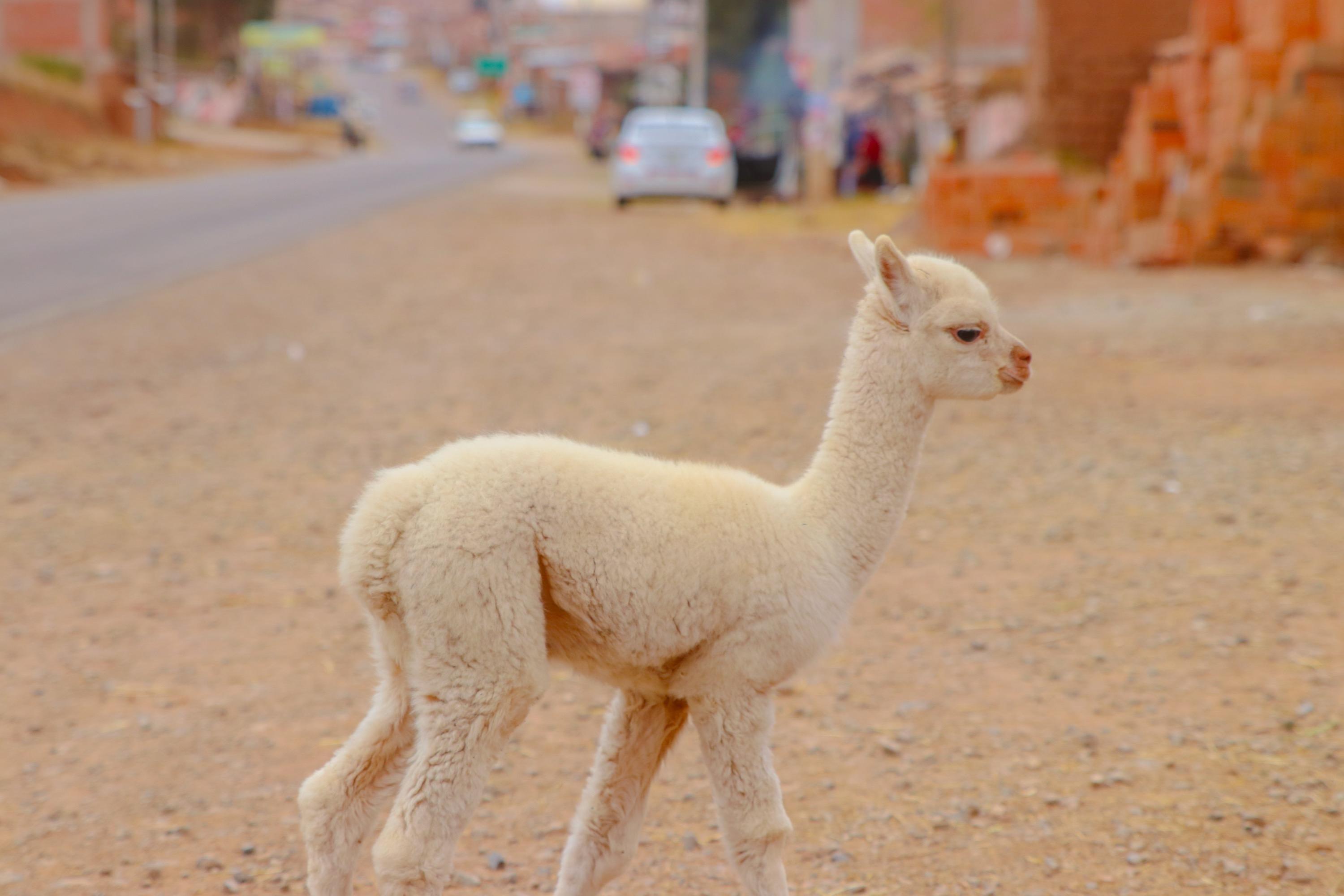 Peru