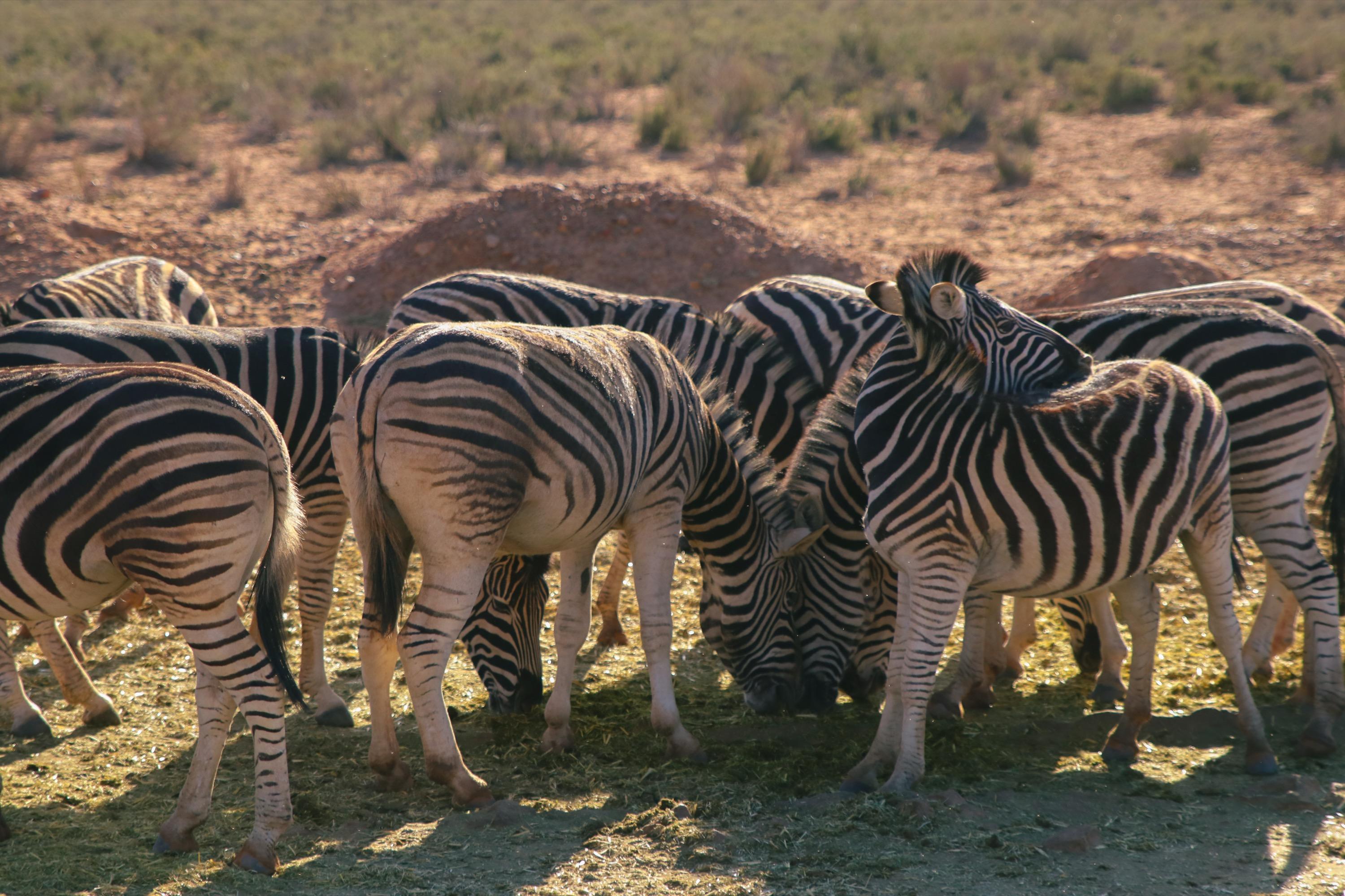 South Africa